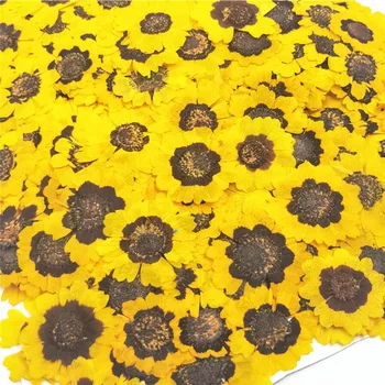 250pcs Kuivatatud Pressitud Coreopsis Tinctoria Lill Taimede Herbaarium Ehted Postkaart Kutse-Kaardi Telefoni Juhul Järjehoidja DIY