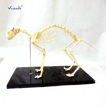 Meditsiinilise õpetamise mudel kassi luukere mudel koera skelett mudel Looma Skelett Mudel